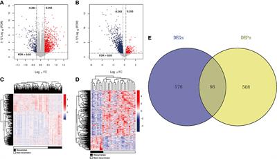 Integrative Proteo-Genomic Analysis for Recurrent Survival Prognosis in Colon Adenocarcinoma